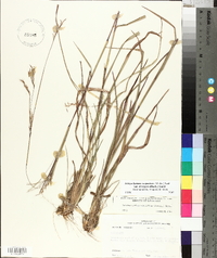 Schizachyrium scoparium var. divergens image