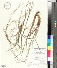 Schizachyrium scoparium var. divergens image