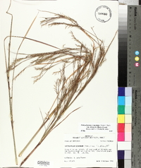 Schizachyrium scoparium var. divergens image