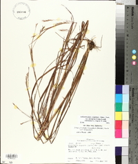 Schizachyrium scoparium var. divergens image