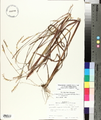 Schizachyrium scoparium var. divergens image