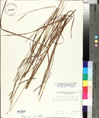Schizachyrium scoparium var. divergens image
