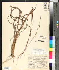 Schizachyrium scoparium var. divergens image