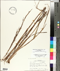 Schizachyrium scoparium var. scoparium image