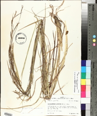 Schizachyrium scoparium var. scoparium image