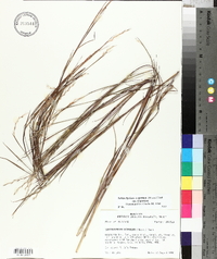 Schizachyrium scoparium var. scoparium image