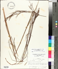 Schizachyrium scoparium var. scoparium image