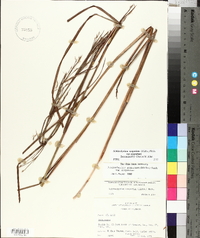 Schizachyrium scoparium var. scoparium image