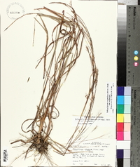 Schizachyrium scoparium var. scoparium image