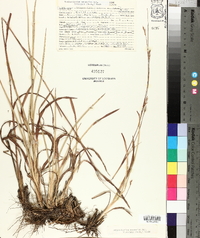 Schizachyrium scoparium var. divergens image
