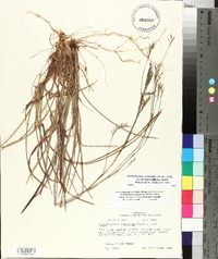 Schizachyrium scoparium var. divergens image