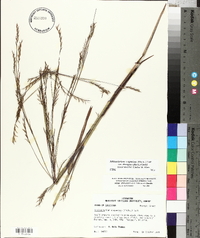 Schizachyrium scoparium var. divergens image