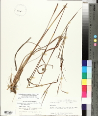Schizachyrium scoparium var. divergens image