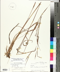 Schizachyrium scoparium var. divergens image