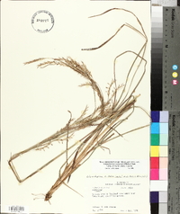 Schizachyrium scoparium var. divergens image