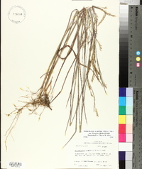 Schizachyrium scoparium var. divergens image