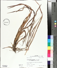 Schizachyrium scoparium subsp. divergens image