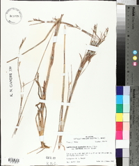 Schizachyrium scoparium subsp. divergens image
