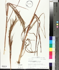 Schizachyrium scoparium subsp. divergens image