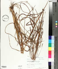 Schizachyrium scoparium subsp. divergens image