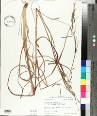 Schizachyrium scoparium subsp. divergens image