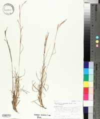 Schizachyrium scoparium var. scoparium image