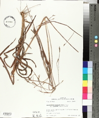 Schizachyrium scoparium subsp. divergens image