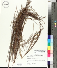 Schizachyrium scoparium var. divergens image