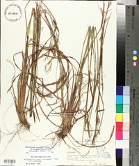 Schizachyrium scoparium var. divergens image