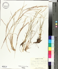 Schizachyrium sanguineum var. hirtiflorum image