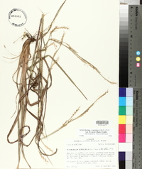 Schizachyrium scoparium var. divergens image