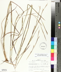 Schizachyrium scoparium var. divergens image