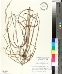 Schizachyrium scoparium var. divergens image