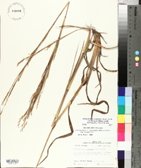 Schizachyrium scoparium var. divergens image