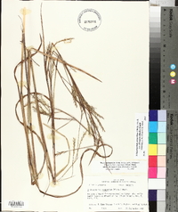 Schizachyrium scoparium var. divergens image