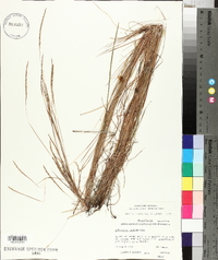 Schizachyrium tenerum image