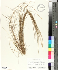 Schizachyrium tenerum image