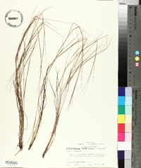 Schizachyrium tenerum image