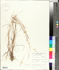 Schizachyrium tenerum image