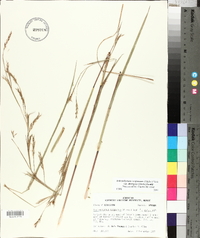 Schizachyrium scoparium var. divergens image