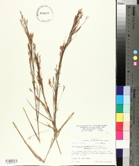 Schizachyrium scoparium var. divergens image