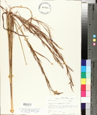Schizachyrium scoparium var. divergens image