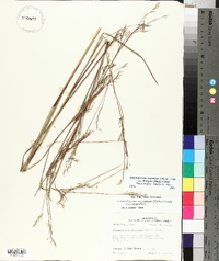 Schizachyrium scoparium var. divergens image