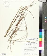 Schizachyrium scoparium var. divergens image