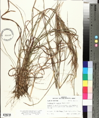 Schizachyrium scoparium var. divergens image