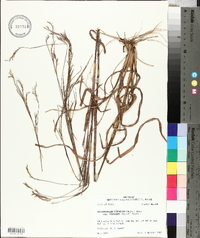 Schizachyrium scoparium subsp. divergens image