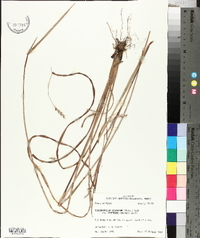 Schizachyrium scoparium subsp. divergens image