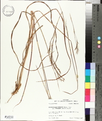 Schizachyrium scoparium subsp. divergens image