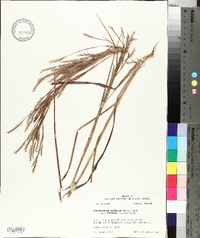 Schizachyrium scoparium subsp. divergens image