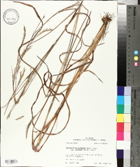 Schizachyrium scoparium subsp. divergens image